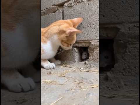 kitty cat vs mose #viralvideos #funnyvideo