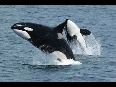 Zusammenschnitt Trailer 0800 See Orca