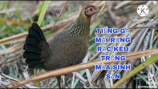 Download lagu Suab poj qaib qus seev zoo heev 100% mp3