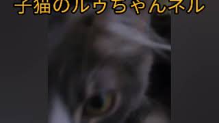 一緒に遊んでいたフェレットを見失い探し回る子猫
