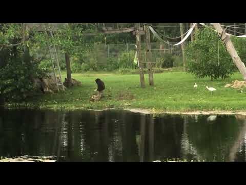 Monkey vs alligator