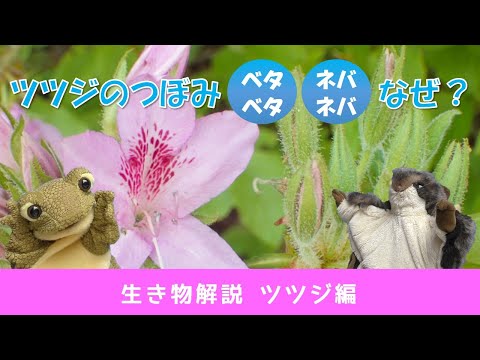 アンドロメダポリフォリア