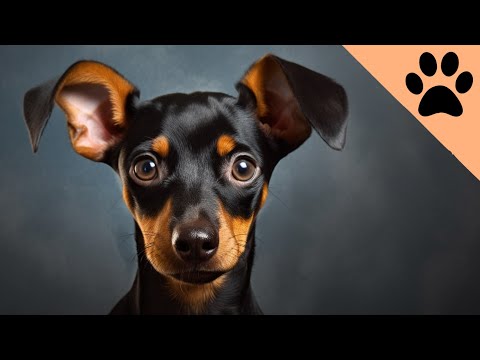Min Pin - What you MUST KNOW about Miniature pinschers
