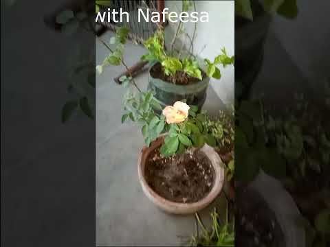 Yellow Flower Freshness #OurNewFlower #shorts #youtubeshorts #FunwithNafeesa