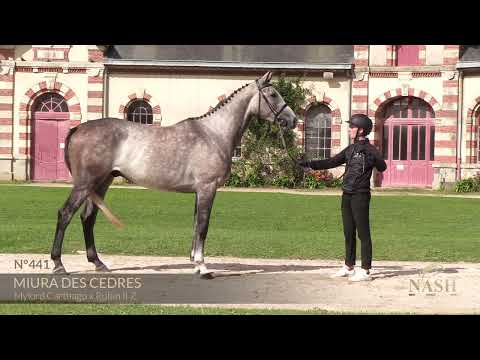 MIURA DES CEDRES