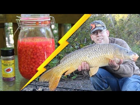 How to Catch Carp - Best Bait Recipe: Cured Corn