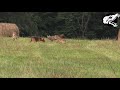 Dog Decoys Three Aggressive Coyotes Coyote Hunting With Decoy Dog