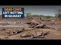 Dead cows raise a stink in Gujarat, deepen social schisms
