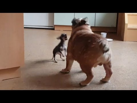 Bertíkovo léčení // Kde jsou boxérská tréninková videa // Karlosovi tajné filmové scénáře