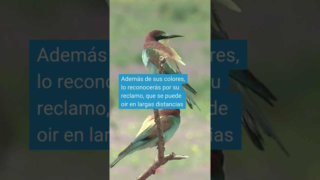 ¿Abejaruco tiene que ver con abeja?
