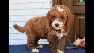 Video preview image #1 Goldendoodle (Miniature) Puppy For Sale in NARVON, PA, USA