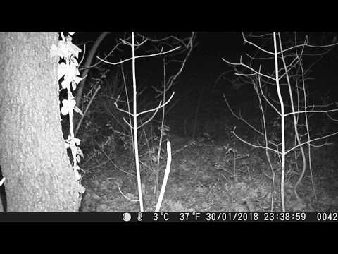 IL RICHIAMO DELLA VOLPE