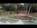 Kilimanjaro Safaris Animal Kingdom Walt Disney World