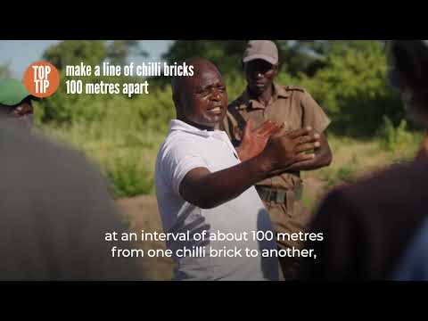How to make chilli bricks to ward off elephants