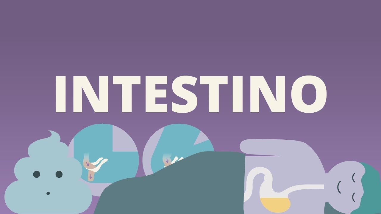 O discreto charme do intestino (Gut) - resumo natugood do livro de Giulia Enders