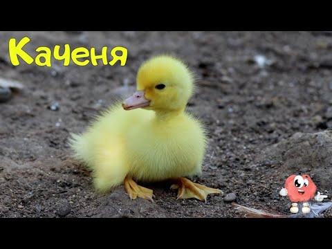 Тварини дитинчата українською для дітей. Голоси, звуки тварин [New 2022]