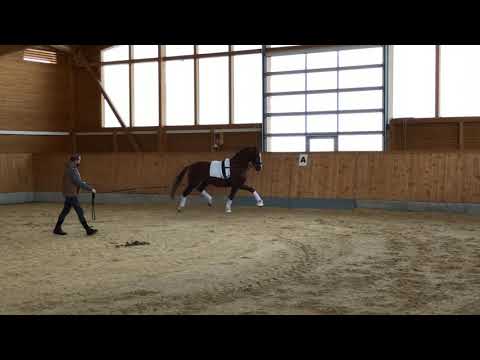 Hann. Hengst, geb. 2018 v. Sezuan - Belissimo M