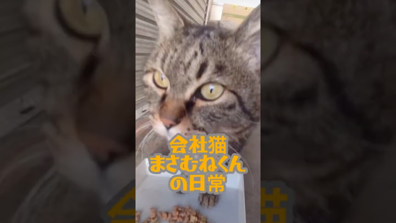 会社猫まさむねくんの日常　#猫動画 #車屋 #猫動画 #cat