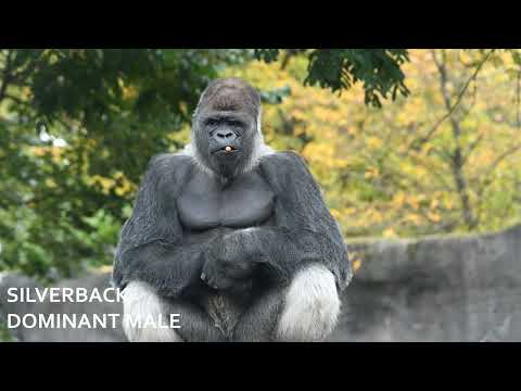 Mammals | Gorillas, Silverback the leader of the toops | Africa