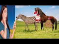 HORSE AND ZEBRA CROSS Unbelievable Zebra Crossing Zebra Mating Loving Stallion With Kabylitsy