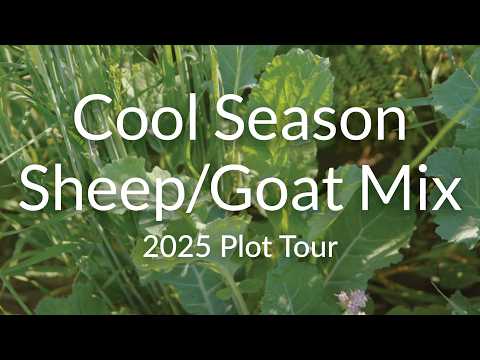 Cool Season Forage: Sheep & Goat Grazing Mix for Permaculture