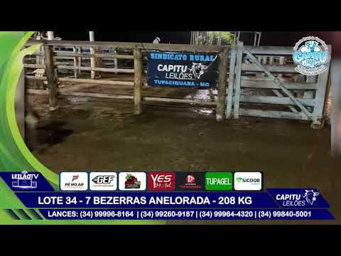 LOTE 34   7 BEZERRAS ANELORADA   208 KG - 8º LEILÃO CAPITU LEILÕES - TUPACIGUARA MG