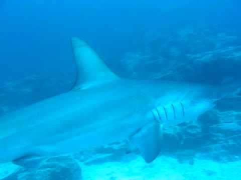 Bajo Alcyone, Cocos Insel,Costa Rica