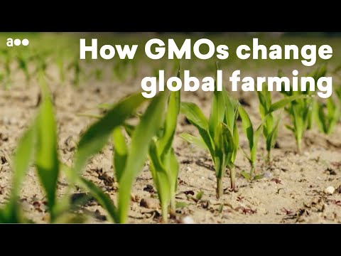 , title : 'Tomorrow‘s food: How GMOs change global farming'