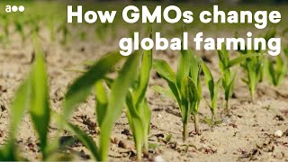 Tomorrow‘s food: How GMOs change global farming