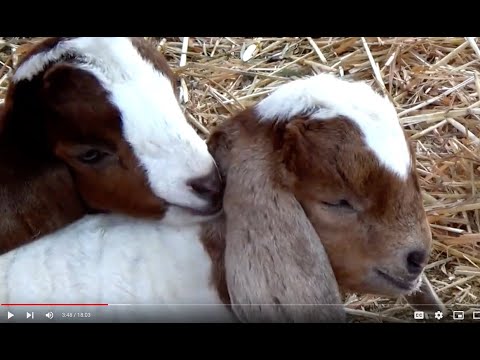 BABY GOATS / KIDS / GOATS / ANGORA GOATS / BILLY GOATS   (COMPILATION) Learn About GOATS o the FARM
