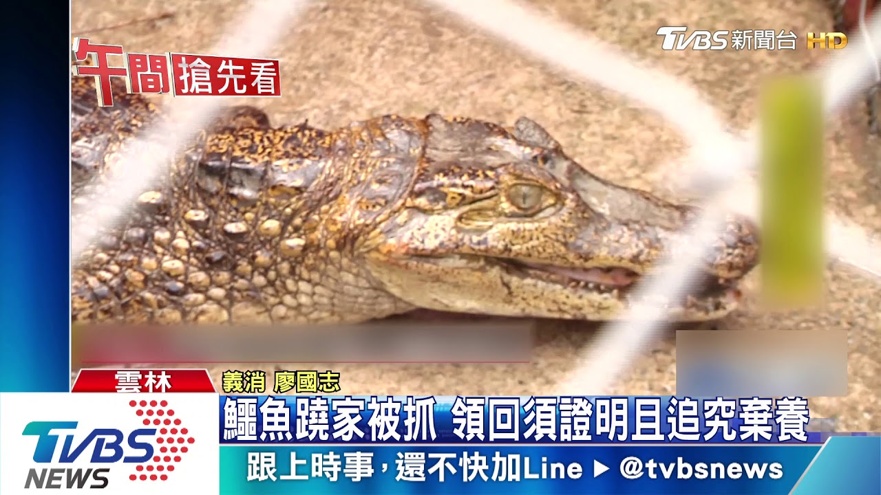 鱷魚蹺家被抓 領回須證明且追究棄養