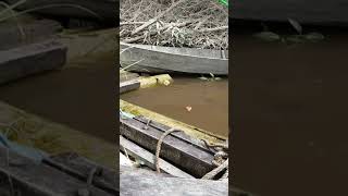 Download lagu MUDAH NYA MANCING GURAME LIAR DI KALIMANTAN mp3 Download lagu MUDAH NYA MANCING GURAME LIAR DI KALIMANTAN mp3