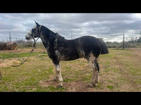 Overo negro de hermoso fisico 💸$6.000.000 - LOSEQUINOS.COM
