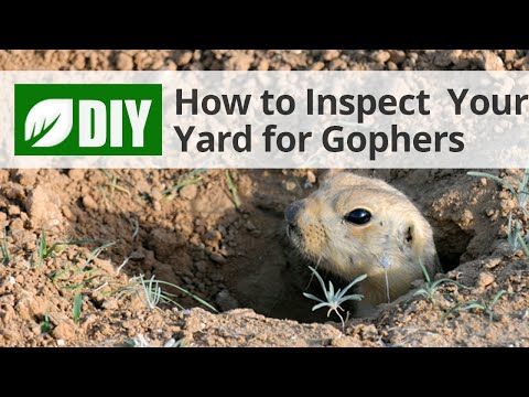  How to Inspect Your Yard for Gophers  Video 