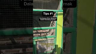 Download lagu Tips #1 Pentingnya sinar matahari dalam kandang ternak #ternakmurai #muraimedan #garudamuraibf mp3