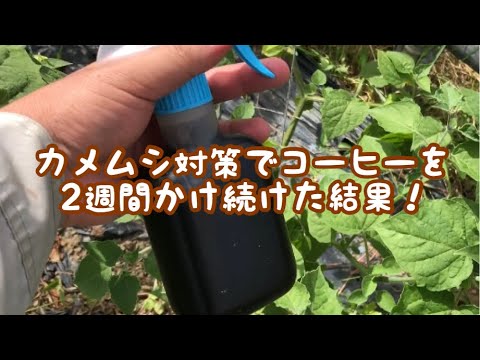 コーヒーかすが嫌いな昆虫は何ですか?忌避剤としてどのように使用しますか？  庭園