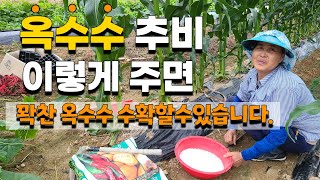 옥수수 추비 주는 시기, 쉽고 간편하게 이렇게 줘보세요 꽉찬 옥수수 수확 가능합니다 - corn cultiv…