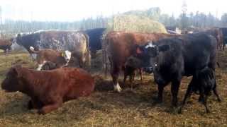 preview picture of video 'Pure Beef Calving Season 2014'