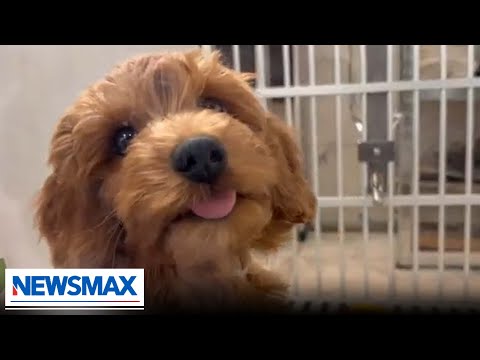New York politicians hope to end the practice of puppy mill sales | REPORT