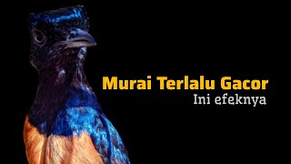 Download lagu Akibat Murai Batu Terlalu Gacor Dirumah || Bengkel Murai Batu mp3
