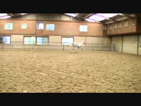 **SOLD** Carthino Z x Habsburg ~ Moving video