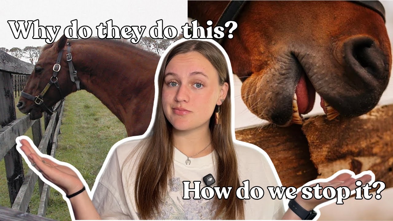 Equine Stereotypic Behaviours | Cause, Prevention, & Ethical Dilemmas