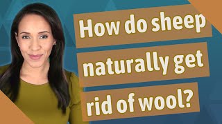 How do sheep naturally get rid of wool?