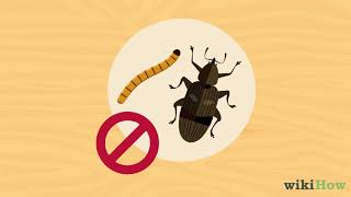 How to Get Rid of Weevils %28Flour Bugs%29