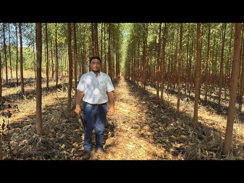 ILPF - (Integração Lavoura Pecuária Floresta)  Agronomia - Universidade Uniube Polo Silvânia GO🌲🌱🐄
