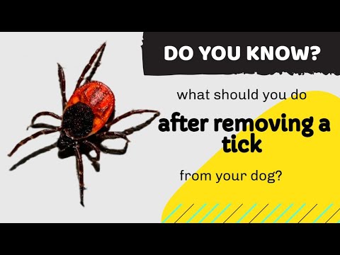 YouTube video about: Can I put rubbing alcohol on my dog for ticks?