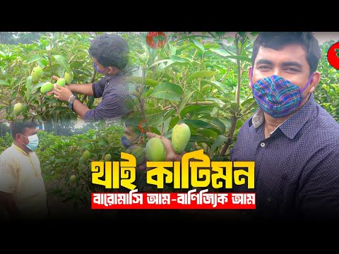 থাই কাটিমন-বারোমাসি আম-বাণিজ্যিক আম(ঝোপ পদ্ধতি)