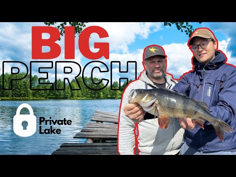 MISSION BIG PERCH - Fishing for MONSTER PERCH in a PRIVATE LAKE