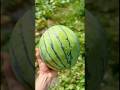 Harvesting The Silver Yamato Watermelon!