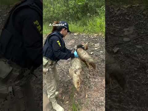Bicho-preguiça é resgatado no meio da BR 262 em Brejetuba  #shorts #noticias